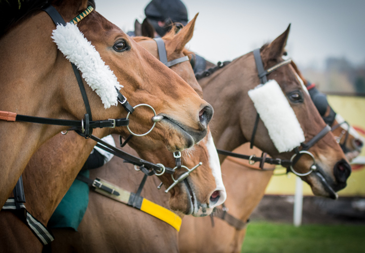 Horse Racing and Breeding